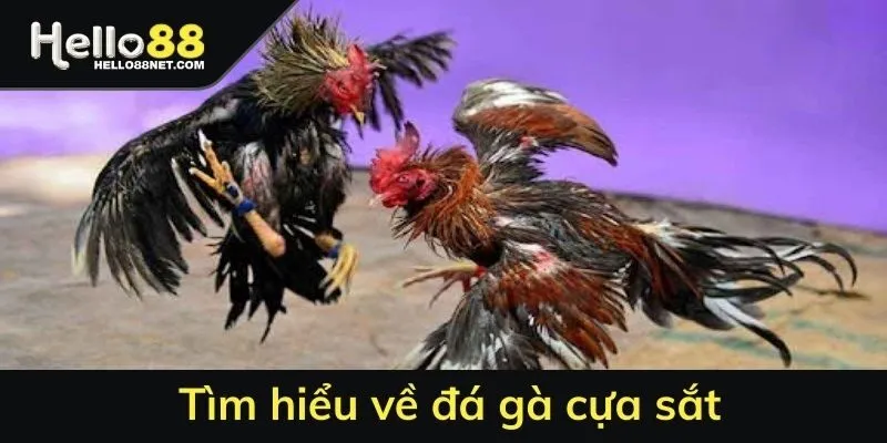 Tìm hiểu về đá gà cựa sắt