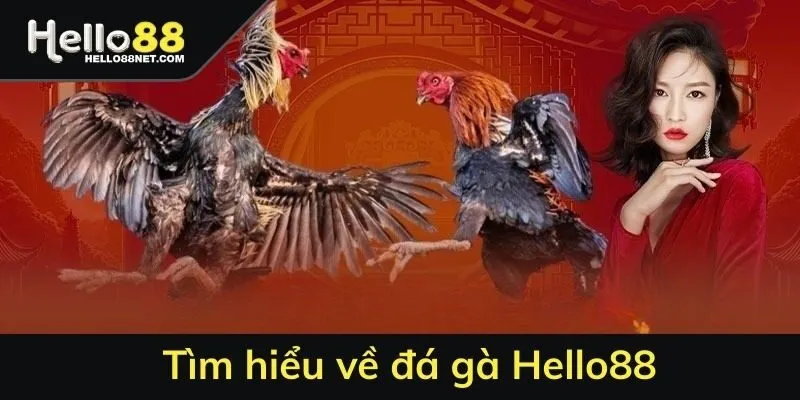 Tìm hiểu về đá gà Hello88